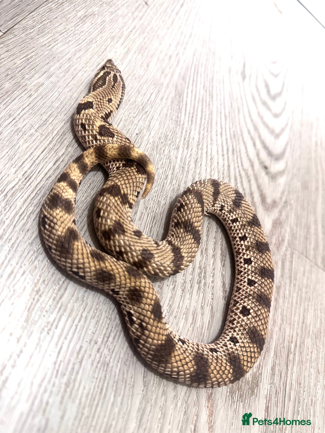 Snake reptiles for sale: Male western hognose looking for new home - Image 3