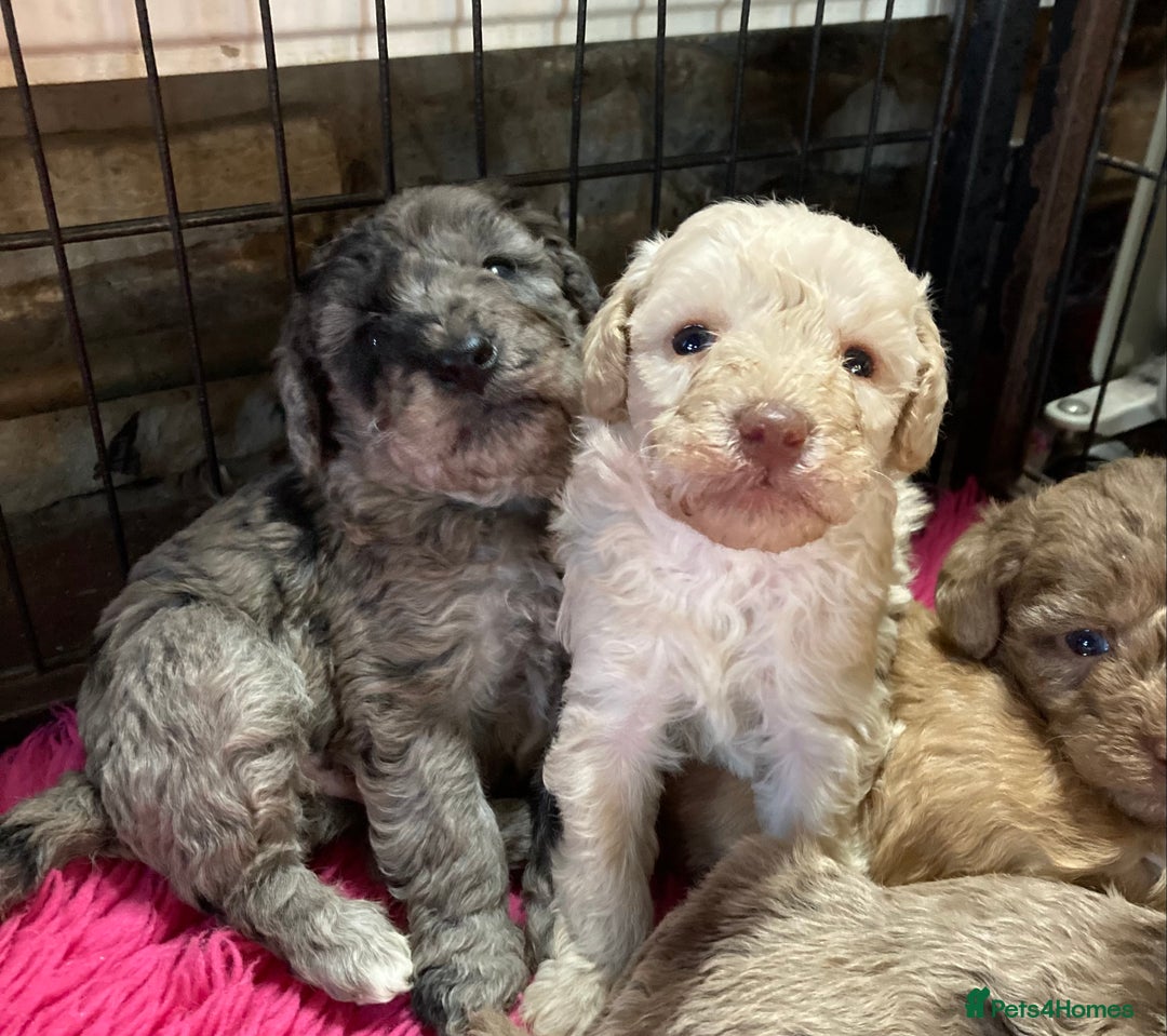 Bordoodle dogs for sale:  Beautiful Bordoodle Puppies inc Merle/Apricot - Advert 25