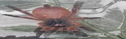Spiders invertebrates for sale: Tarantulas and insects for sale  - Advert 2
