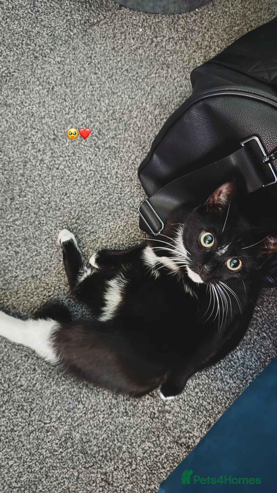 Mixed Breed cats for sale: Female kitten for sale  in Southend-on-Sea - Advert 4