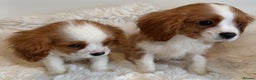 Cavalier King Charles Spaniel dogs for sale: 8 beautiful King Charles Cavalier spaniel puppies - Advert 3