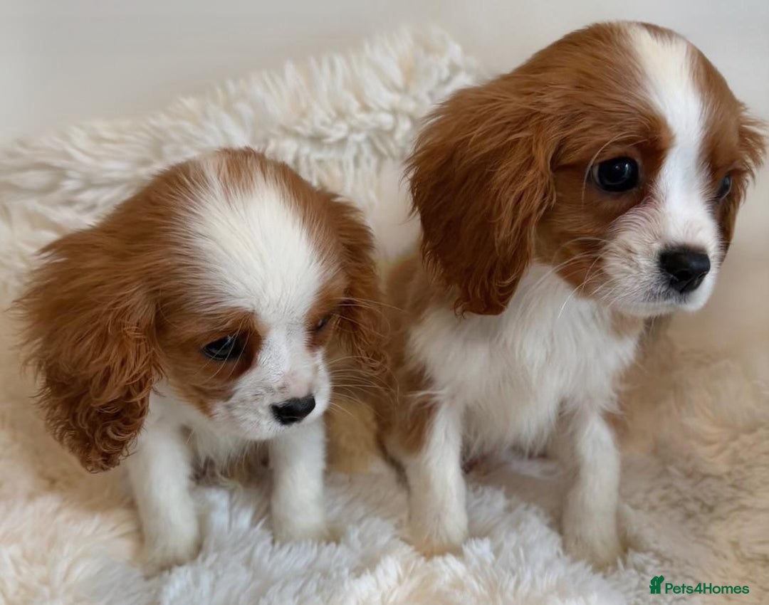 Cavalier King Charles Spaniel dogs for sale: 8 beautiful King Charles Cavalier spaniel puppies - Advert 3