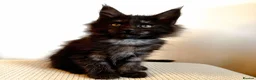 Maine Coon cats for stud: Maine Coon Proven Stud, GCCF & TICA in Hereford - Advert 7