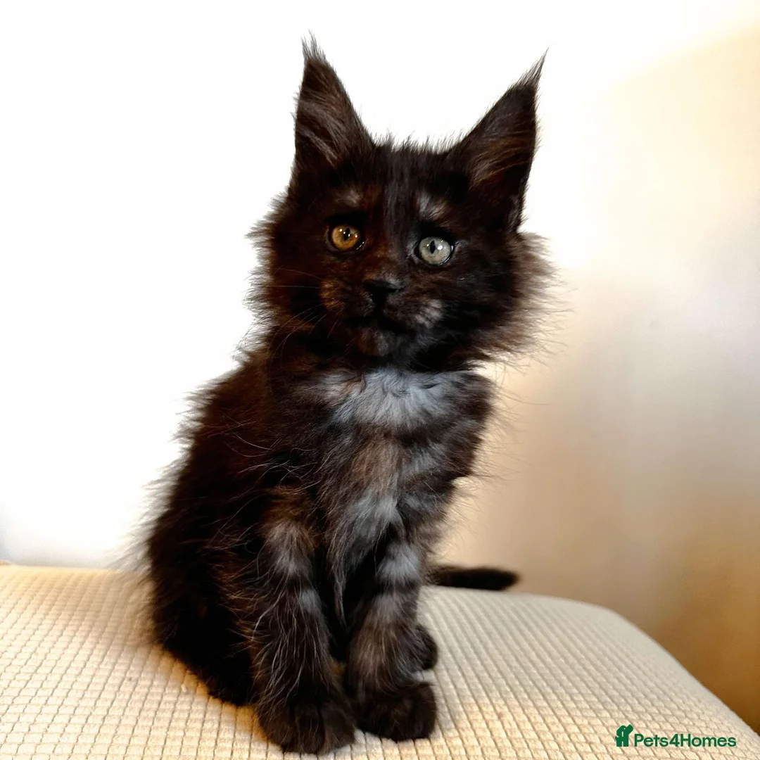 Maine Coon cats for stud: Maine Coon Proven Stud, GCCF & TICA in Hereford - Advert 7