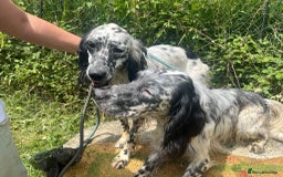 English Setter dogs for adoption: Cookie - Image 5