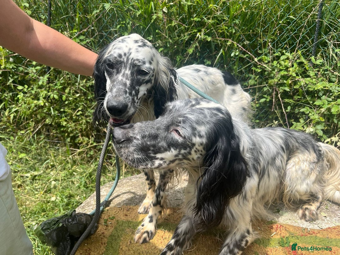 English Setter dogs for adoption: Cookie - Image 5