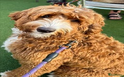 Goldendoodle dogs for sale: Multigenerational Puppies Licensed and Tested - Image 25