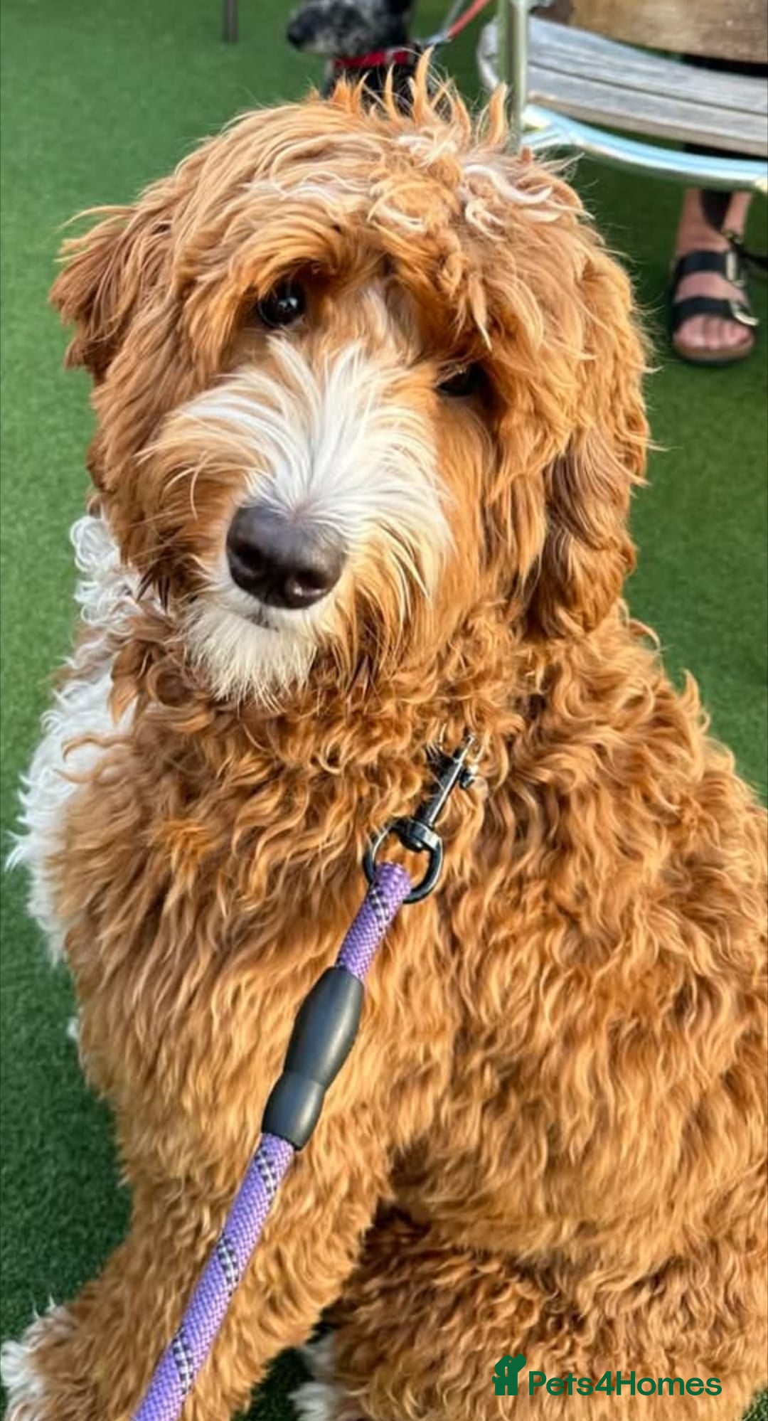 Goldendoodle dogs for sale: Multigenerational Puppies Licensed and Tested - Image 25
