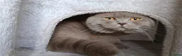 British Shorthair cats for stud: Lilac BSH, GCCF active register STUD - Advert 1