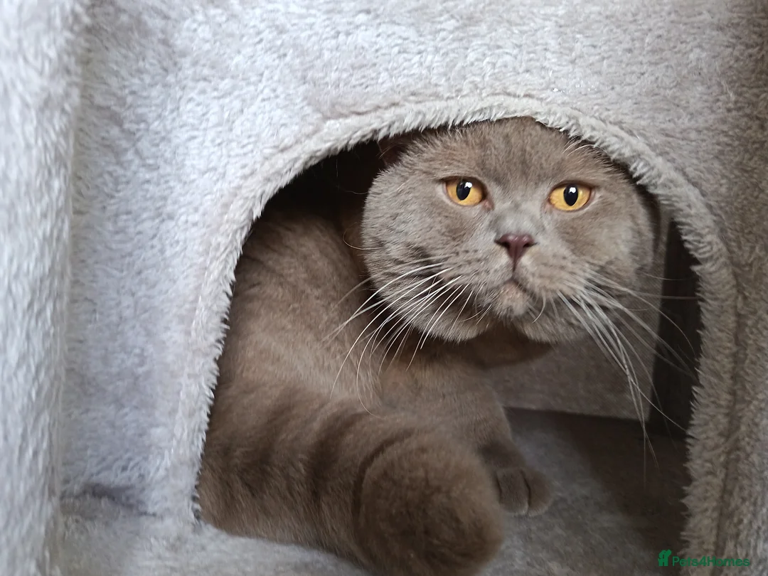 British Shorthair cats for stud: Lilac BSH, GCCF active register STUD - Advert 1