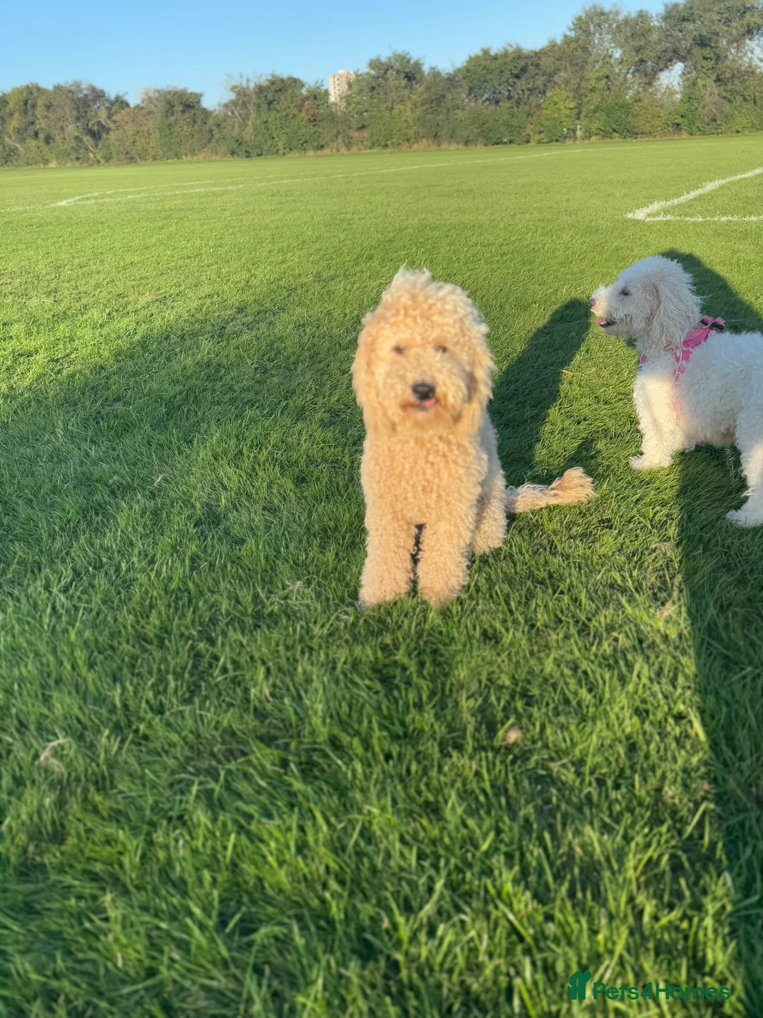 Miniature Poodle dogs for stud: Beautiful miniature poodle for stud  - Advert 4