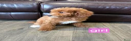 Labradoodle dogs for sale: Adorable F1B Miniature Labradoodle Pups 🐾🩷 - Advert 15