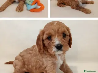 Cavapoo dogs Cavapoo puppies - Advert 2