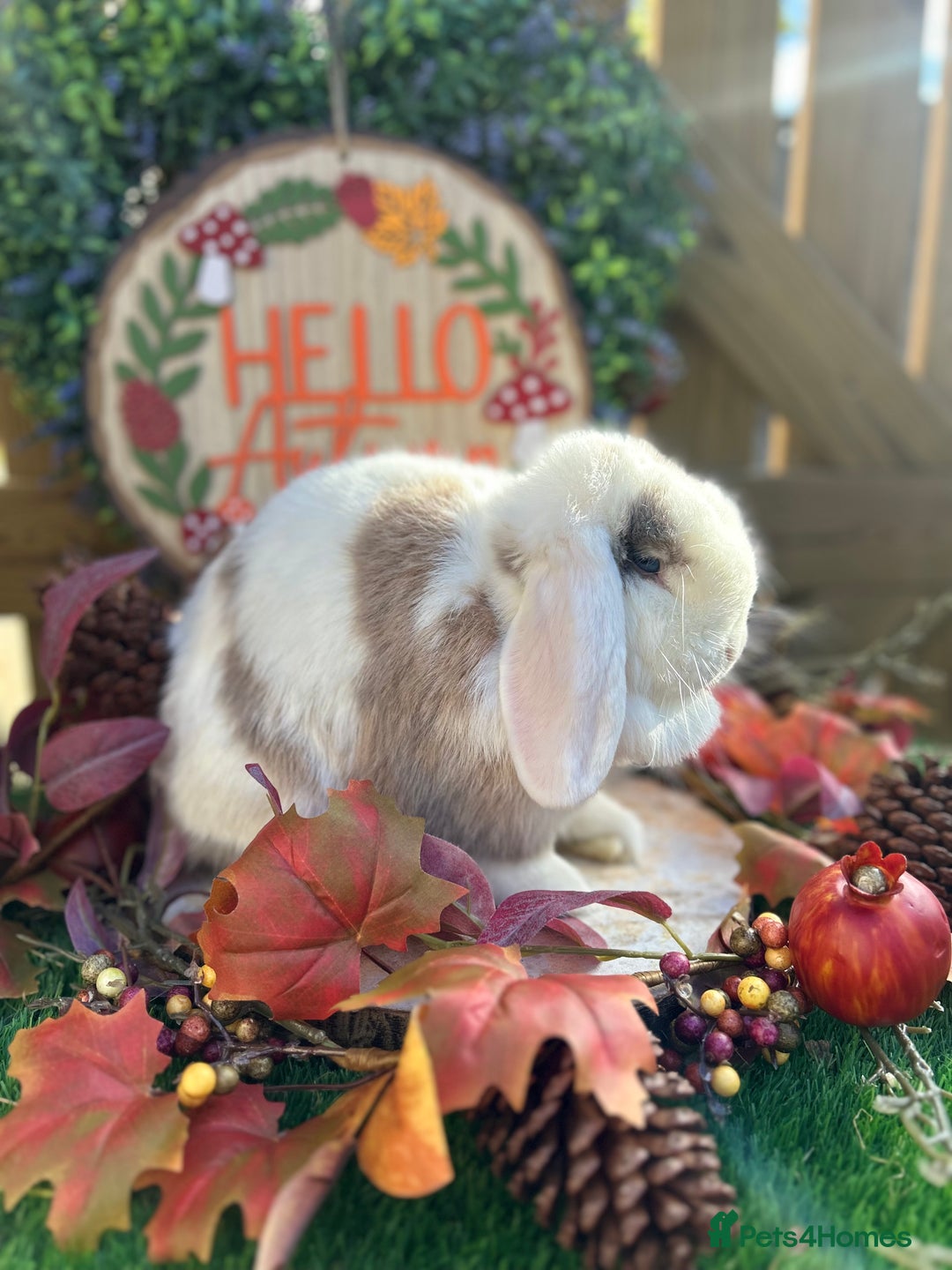 Mini Lop rabbits for sale: ⭐ VACCINATED ADULT PUREBRED MINI LOP RABBITS ⭐  - Advert 3