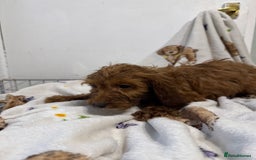 Cockapoo dogs for sale: F1 Cockapoo puppy’s  - Image 23