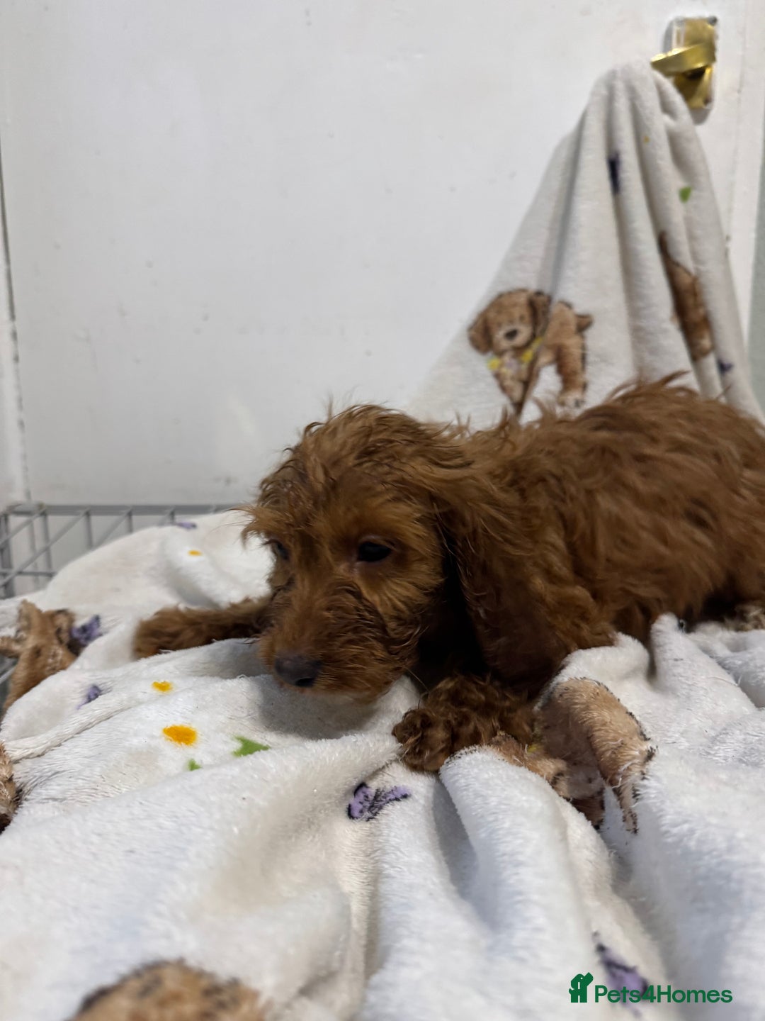 Cockapoo dogs for sale: F1 Cockapoo puppy’s  - Image 23