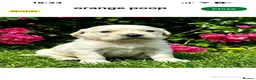 Golden Retriever dogs for sale: ⭐️ health tested golden retrievers ⭐️ - Advert 3