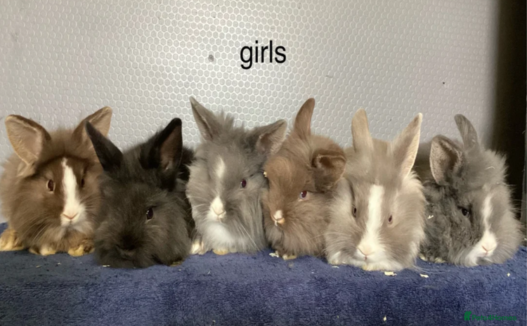 Lionhead rabbits - Advert 13