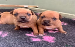 Staffordshire Bull Terrier dogs for sale: Amazing True To Type Staffordshire bull terriers  - Image 5