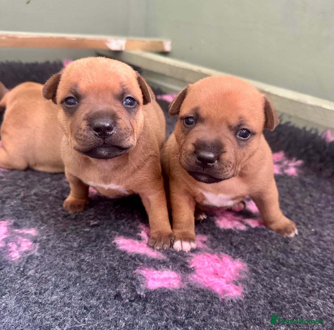 Staffordshire Bull Terrier dogs for sale: Amazing True To Type Staffordshire bull terriers  - Image 5
