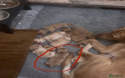 Labrador Retriever dogs for sale: 🐾 Labrador Puppies some with copper colourings 🐾 - Image 21