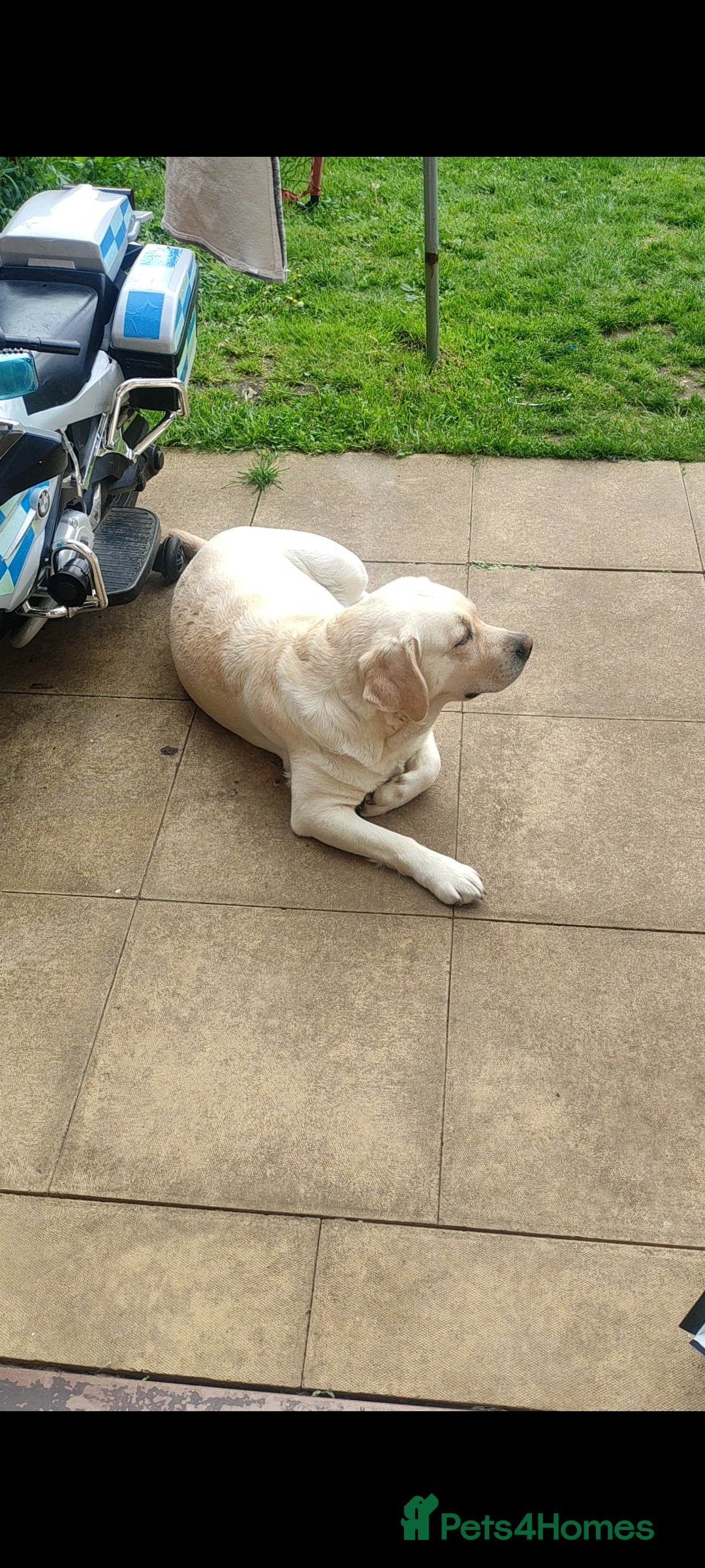 Labrador Retriever dogs for sale: Labrador retriever - Image 3