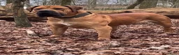 Boerboel dogs for sale: Females available from Topguard Kennels   - Advert 17