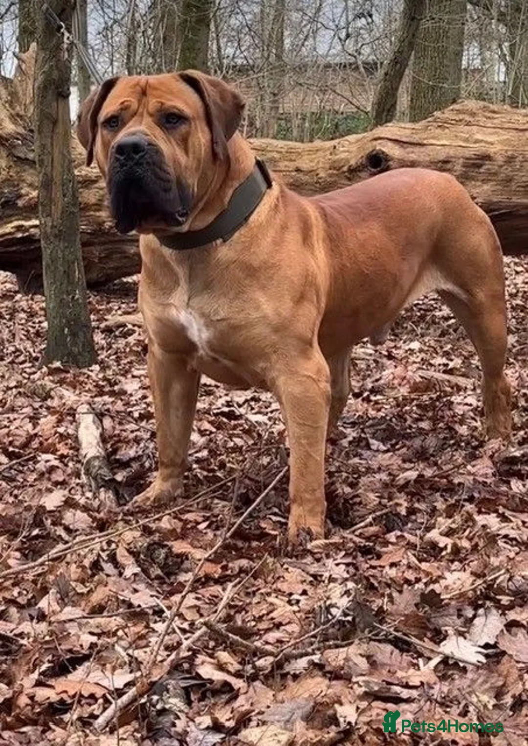 Boerboel dogs for sale: Females available from Topguard Kennels   - Advert 17