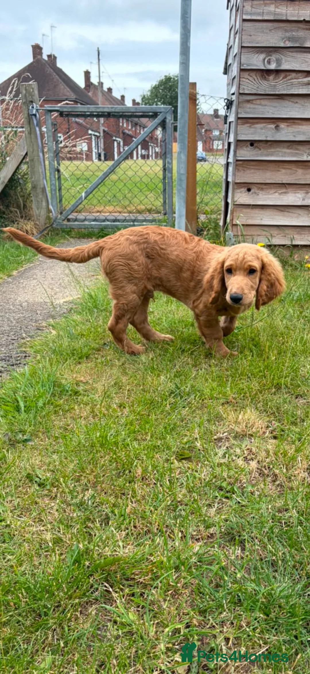 Cockapoo dogs for sale: Golden Cockapoo - Advert 2
