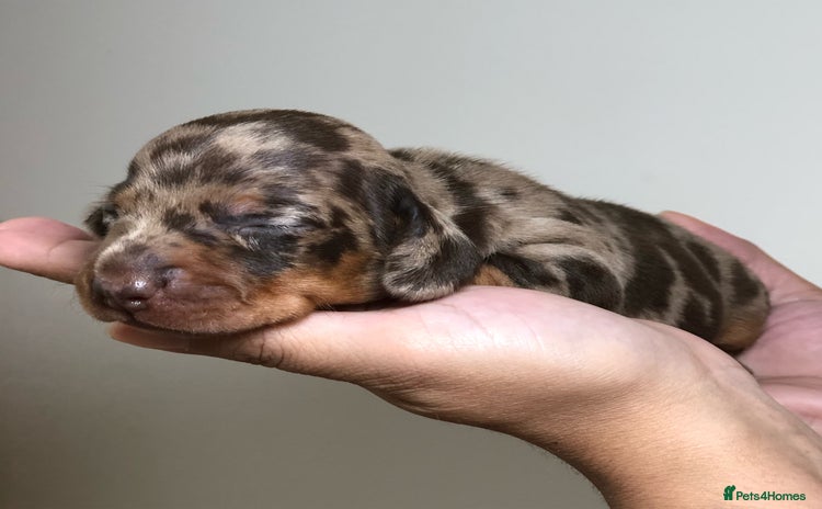 Miniature Dachshund dogs - Advert 16