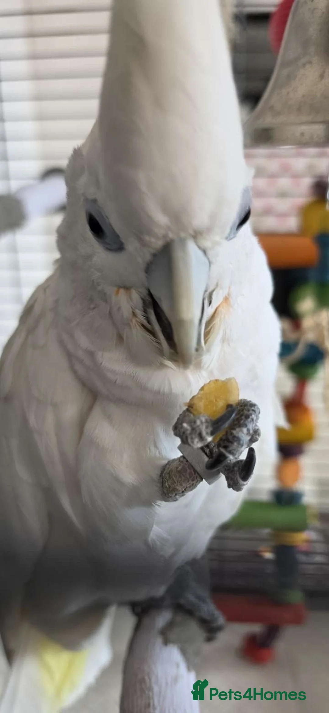 Cockatoo birds for sale: 2 year old male umbrella cockatoo  in Cardiff - Advert 1