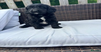 Mixed Breed dogs - Advert 1