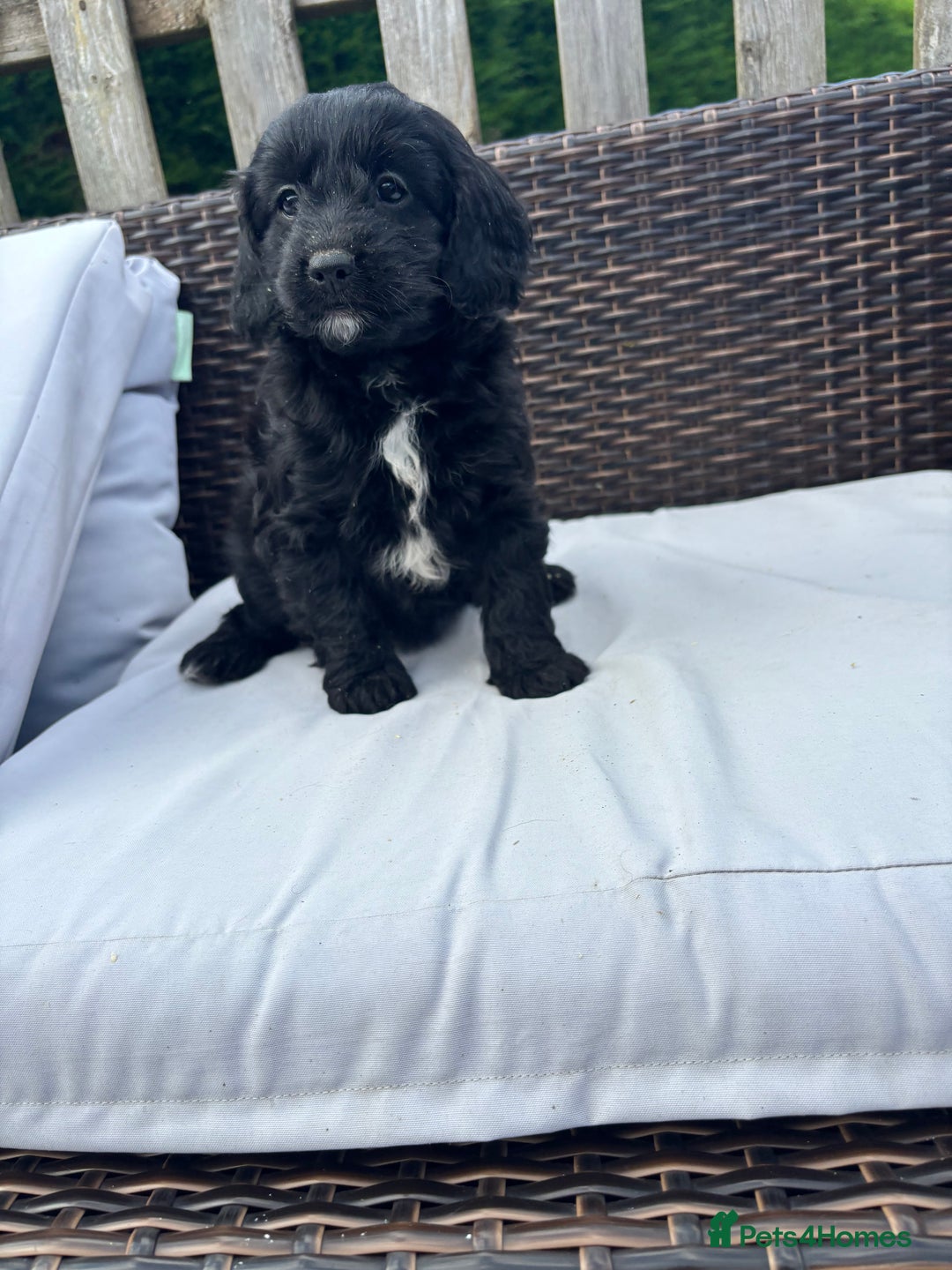 Mixed Breed dogs for sale: Beautiful cockalierpoo pups  - Image 2