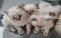Ragdoll cats for sale: Ragdoll kitten Full Pedigree Beautiful Chunky Boys - Image 7