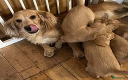 Cocker Spaniel dogs for sale: Beautiful Red Cocker Spaniel Puppies - Image 14