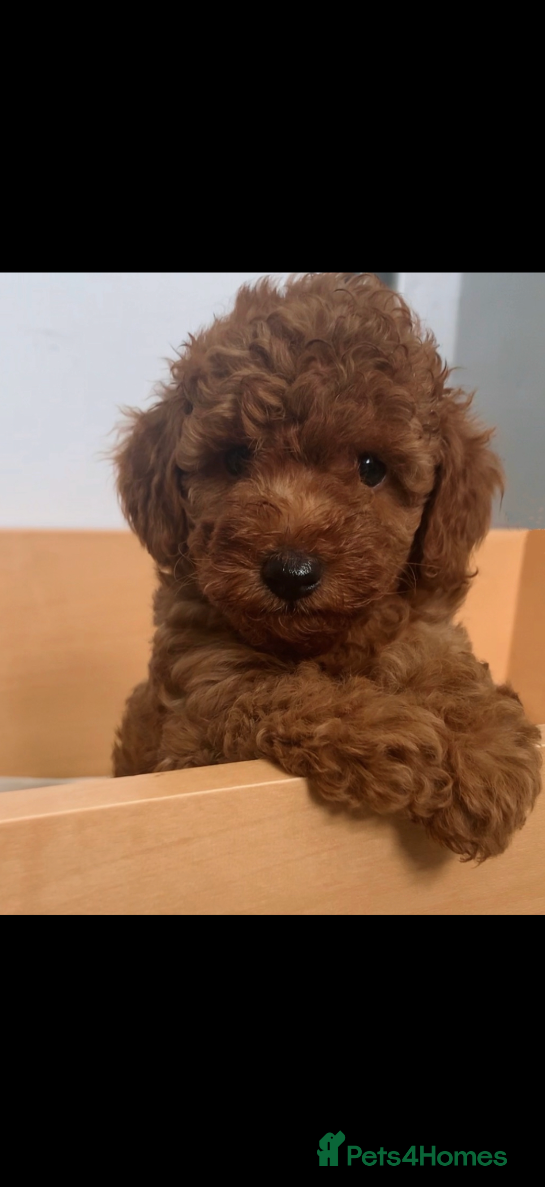 Miniature Poodle dogs for sale: Fox red poodle boy - Advert 4