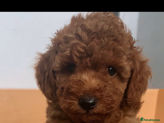 Miniature Poodle dogs Fox red poodle boy - Advert 6