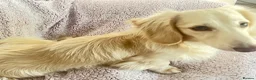 Miniature Dachshund dogs for sale: Beautiful KC boy - Advert 8