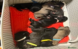 Cane Corso dogs for sale: Litter of 10 cane corso puppies family reared  - Advert 19