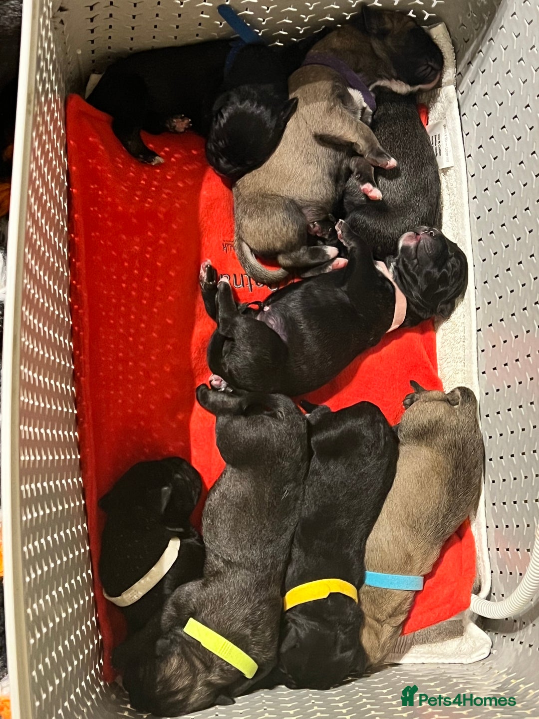 Cane Corso dogs for sale: Litter of 10 cane corso puppies family reared  - Advert 19