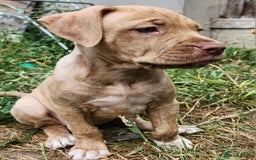 Mixed Breed dogs for sale: Bully Mix pups ‼️Reduced‼️ in Dagenham - Image 16