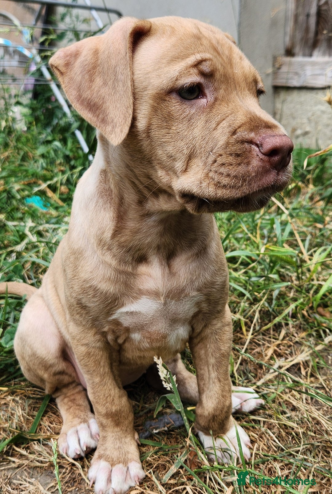 Mixed Breed dogs for sale: Bully Mix pups ‼️Reduced‼️ in Dagenham - Image 16