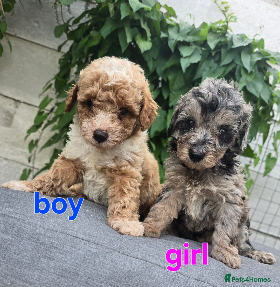 Maltipoo dogs for sale:  multipoo baby's for sale  - Image 4