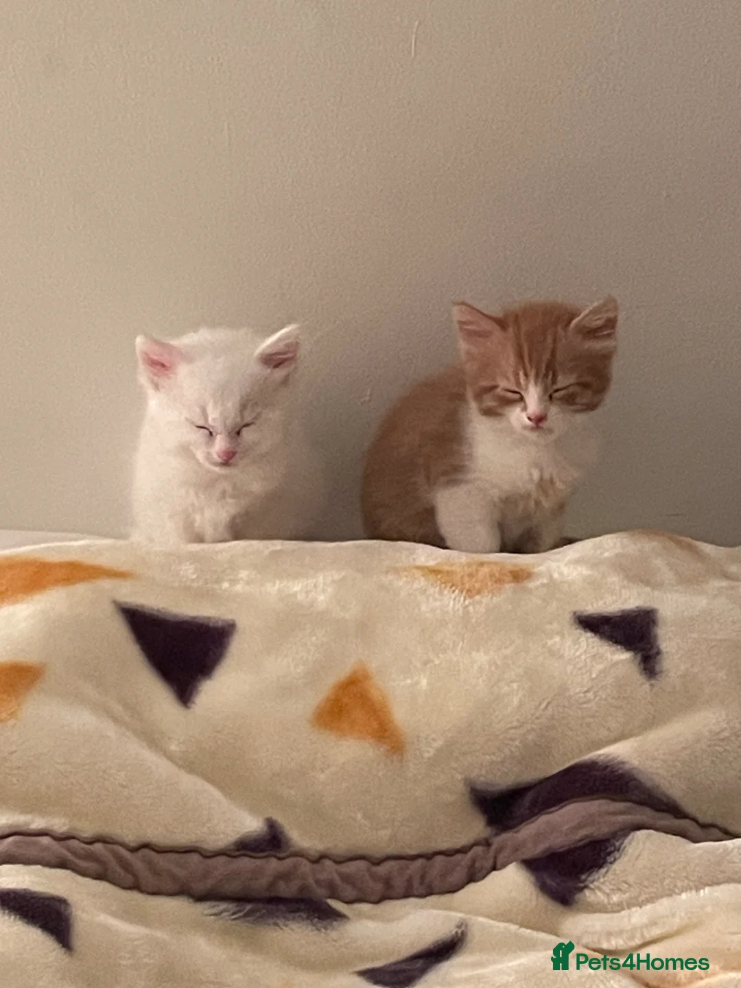 Mixed Breed cats for sale: 3 Adorable Half Persian Kittens for sale - Advert 19