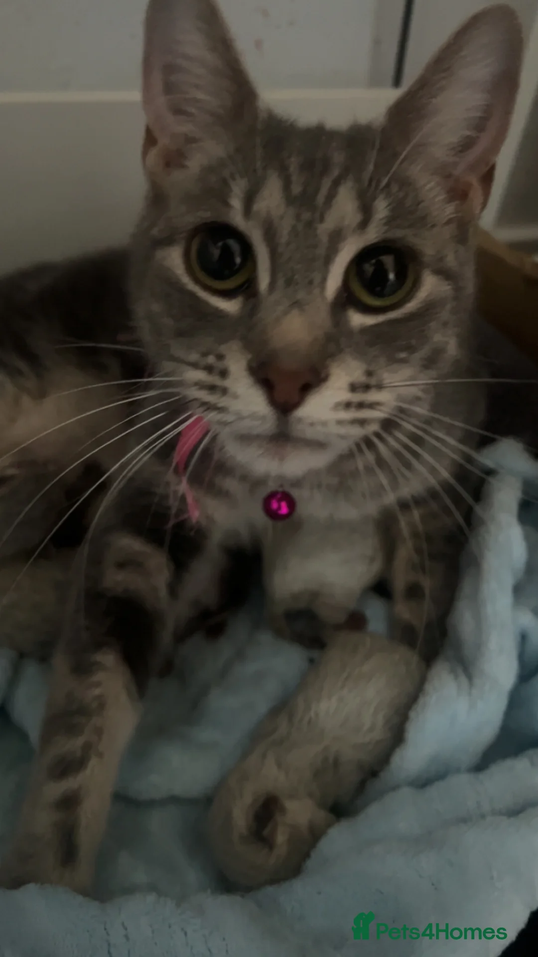 Mixed Breed cats for sale: 4 pretty kittens - Advert 1