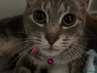 Mixed Breed cats 4 pretty kittens - Advert 1