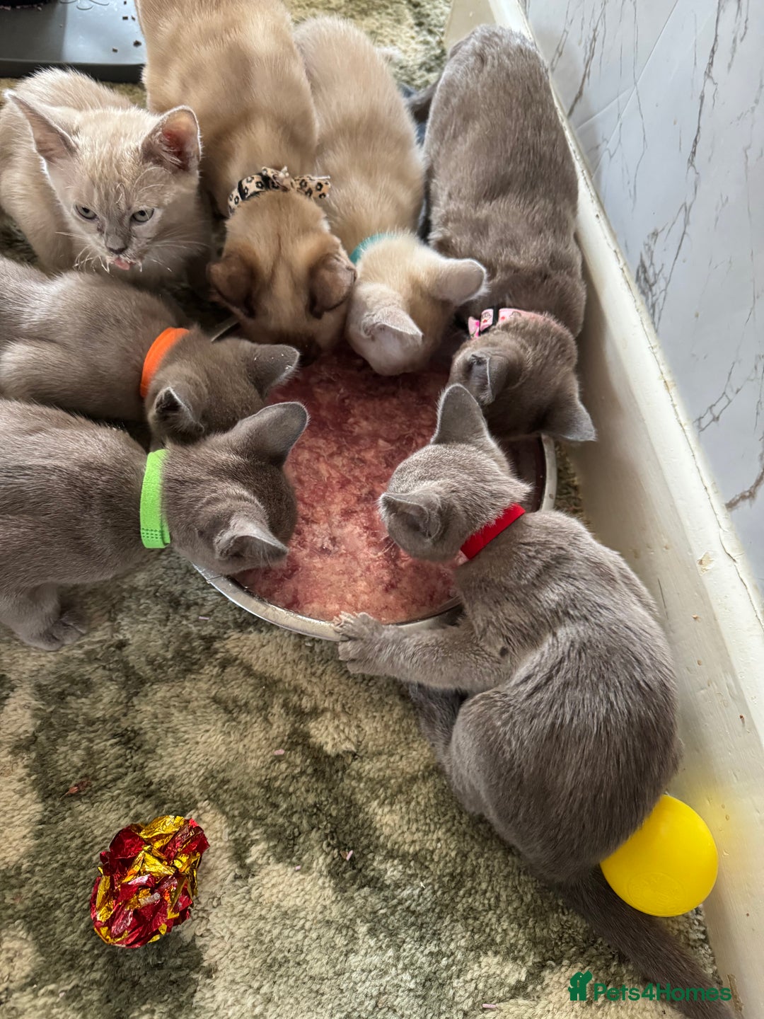 Burmese cats for sale: Burmese kittens for sale  - Image 5