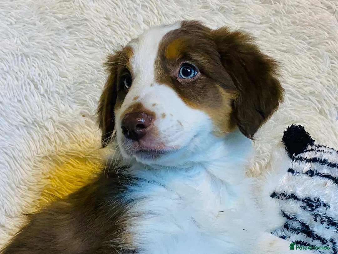 Border Collie dogs for sale: Border Collie Puppies | Health Tested Parents - Advert 7