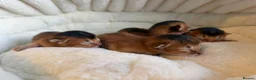 Abyssinian cats for sale: Abyssinian kitten - Advert 7