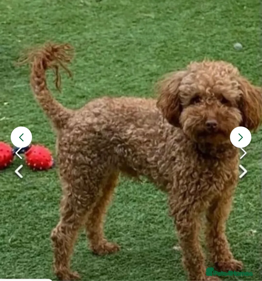 Toy Poodle dogs for stud: Kc toy poodle stud  - Advert 2